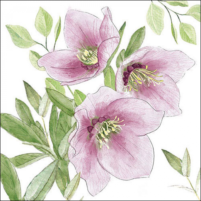 Helleborus
